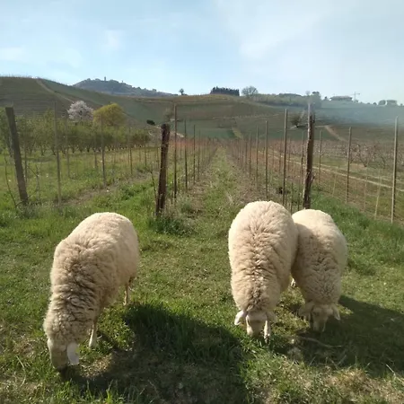 Viticcio Bauernhof La Morra