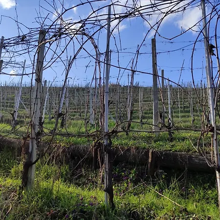 Viticcio Κατάλυμα σε φάρμα La Morra