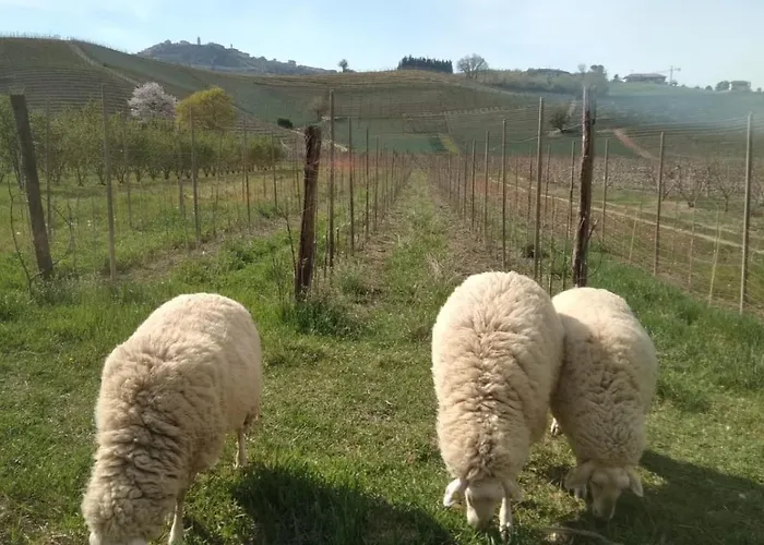 Viticcio Farmház La Morra