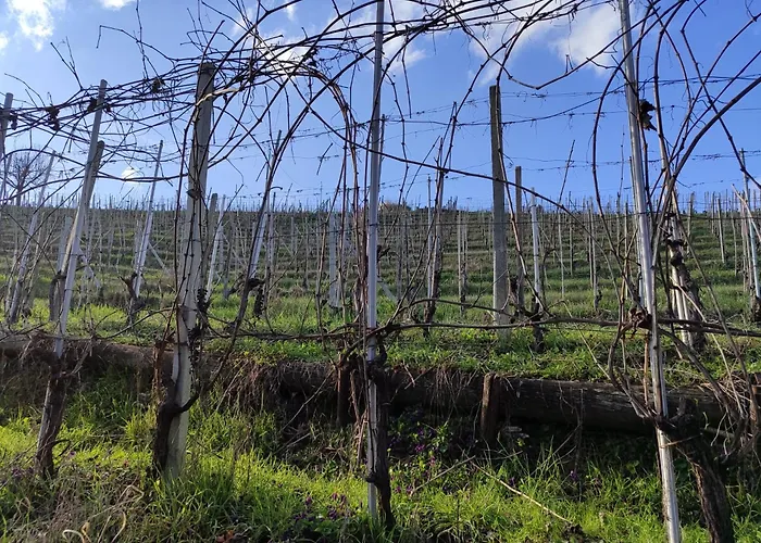 Viticcio Farmház La Morra